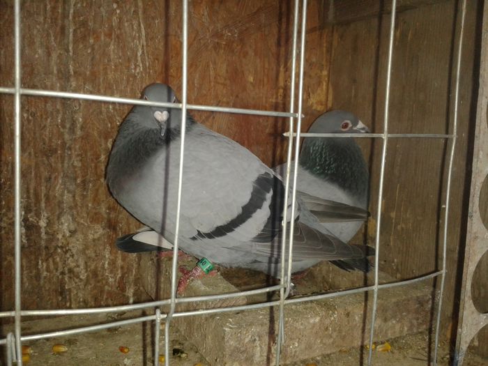 20141228_120020; paul gilmont x vremaroiu
