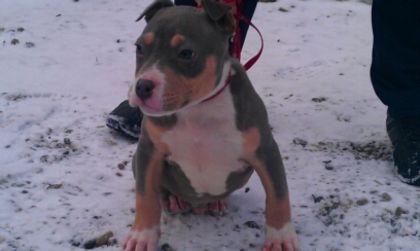 2,5 Luni - PITBULL BOLIO Tricolor blue mascul