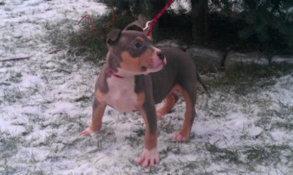 BOLIO - PITBULL BOLIO Tricolor blue mascul