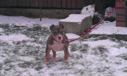 2,5 Luni - PITBULL BOLIO Tricolor blue mascul