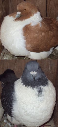  - strasser  NU MAI DETIN