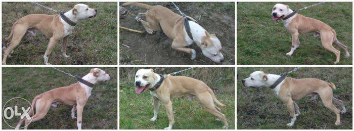 44068203_1_1000x700_mascul-pitbull-2-ani-zalau