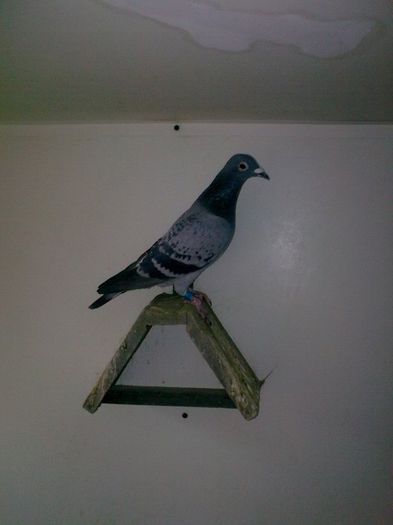 C7 F Cupa Mihail - Vandenabeele & Prange