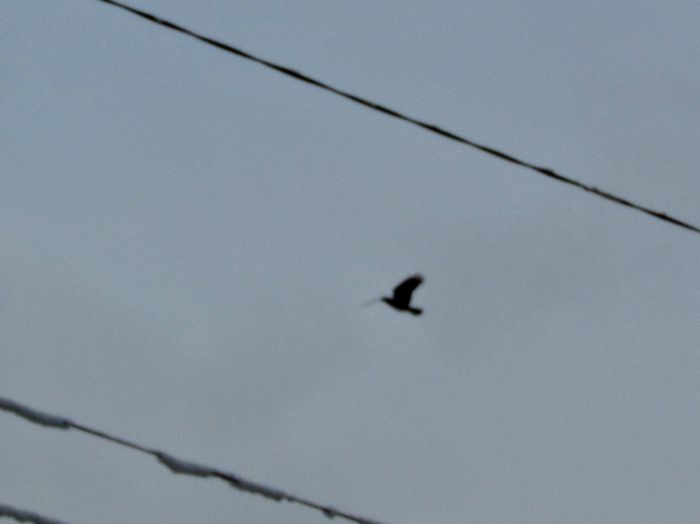 cu creanga in gura - Diverse animale si pasari