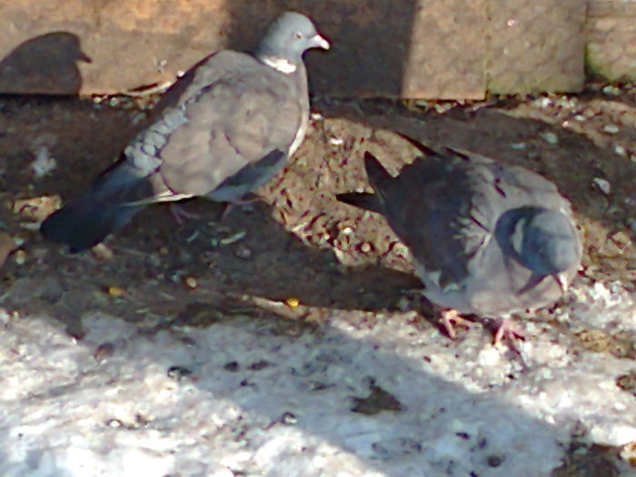 PERECHE - PORUMBEI SALBATICI