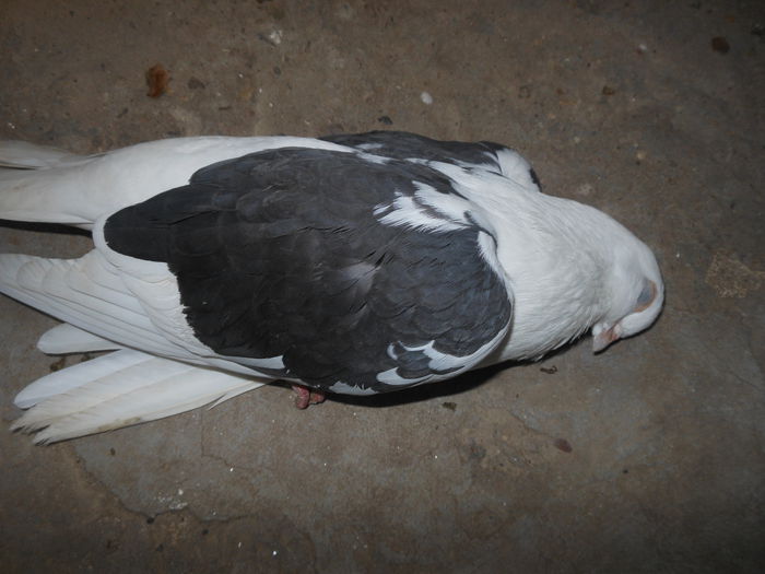 DSCN2875; dupa 2 cazaturi cu sir lung a urmat a treia cazatura da nu a mai scapat 2 01 2015.rasa catalingr f 2014 zburata din octombrie
