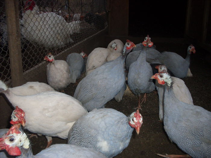 SDC12656; 04.01.2015
