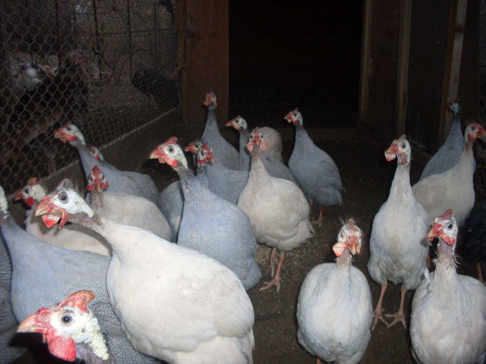 SDC12655; 03.01.2015
