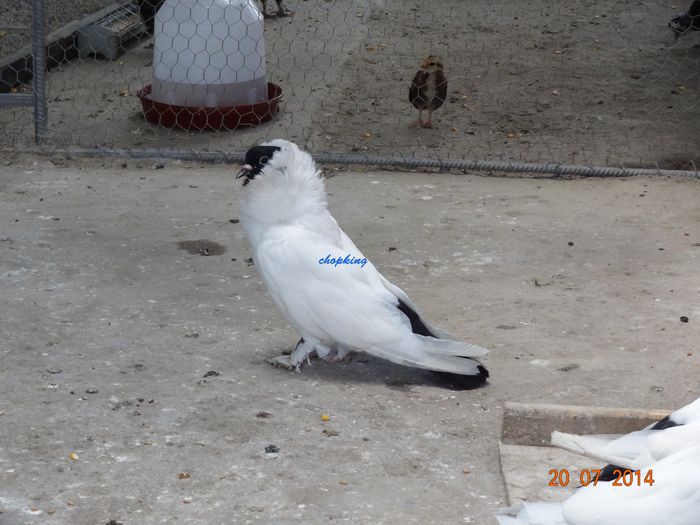 DSC00264