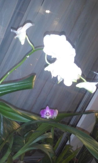 CAM00348 - flori 2014