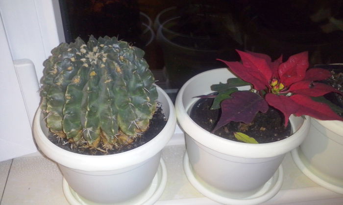 CAM00349 - flori 2014