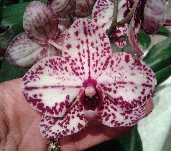 2014-12-19 23.24.23 - Phalaenopsis