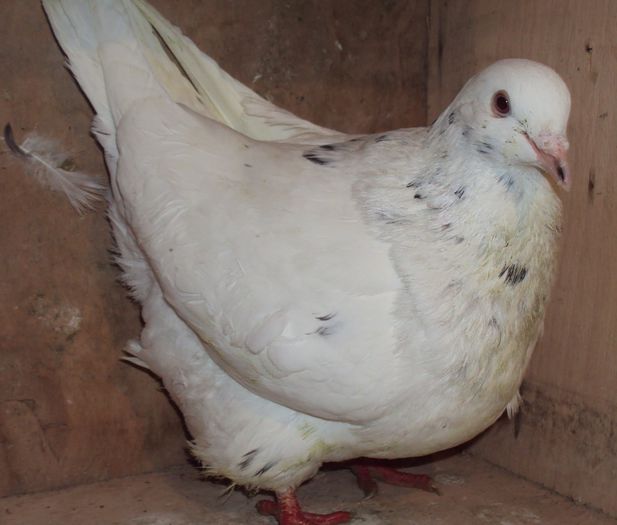 1-0 - 00 aminitiri _ TEXANI _ amintiri