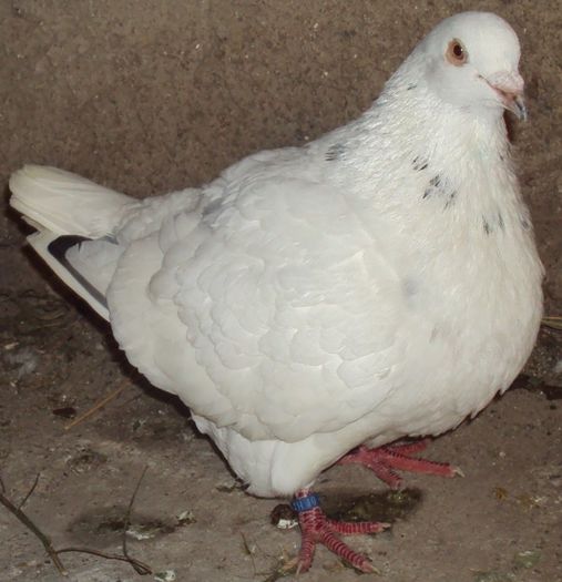 1-0 - 00 aminitiri _ TEXANI _ amintiri