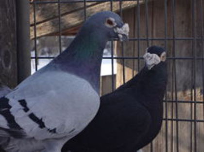 SUNT BATRINA...DA... TOT IMI PLAC COMPLIMENTELE