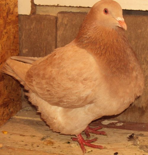 1-0 - 00 aminitiri _ TEXANI _ amintiri