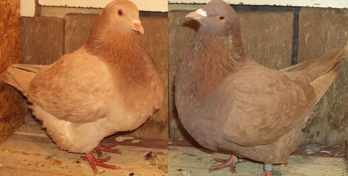 perechea 1 recesif - 00 aminitiri _ TEXANI _ amintiri