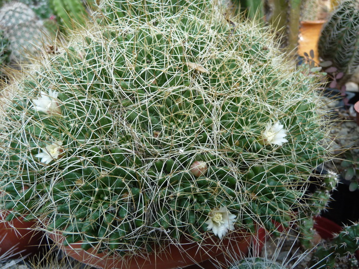 P1060017 - Cactusi