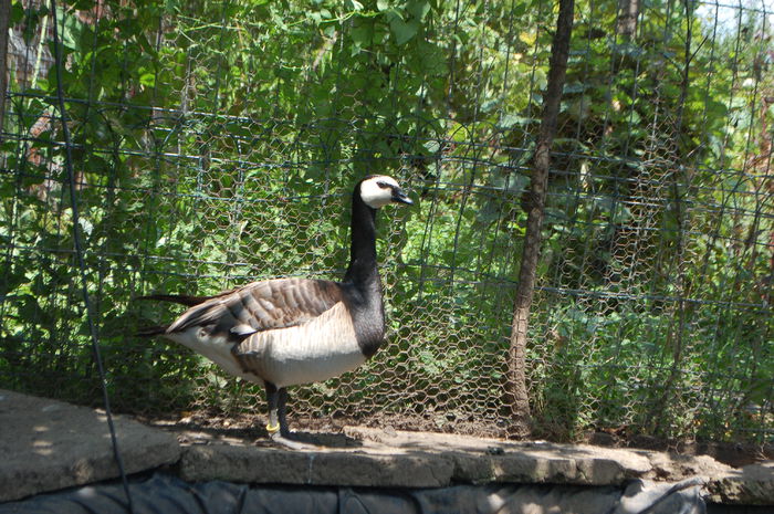 DSC_0666 - Gaste Calugarita - Branta leucopsis