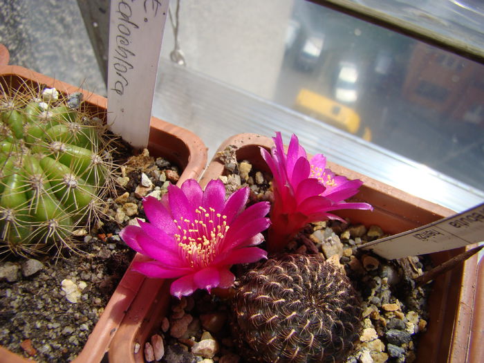 Sulcorebutia heinzii - Cactusi 2014