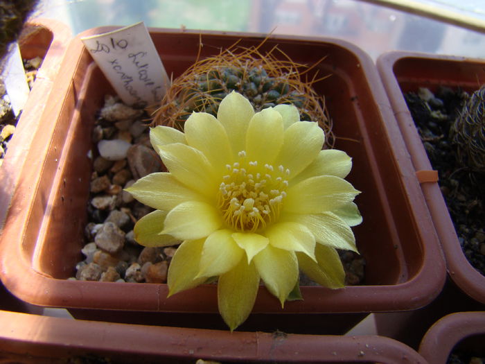 Sulcorebutia xanthoantha - Cactusi 2014