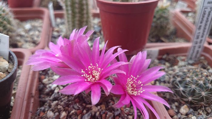 Sulcorebutia crispata - Cactusi 2014