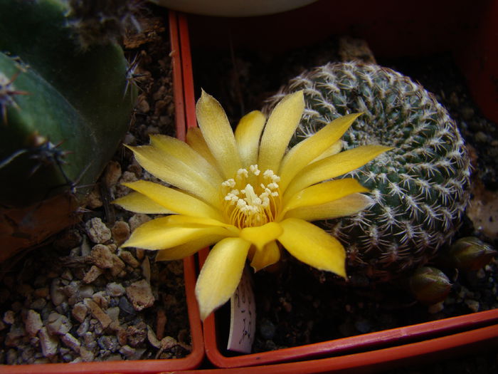 Sulcorebutia aranacea - Cactusi 2014