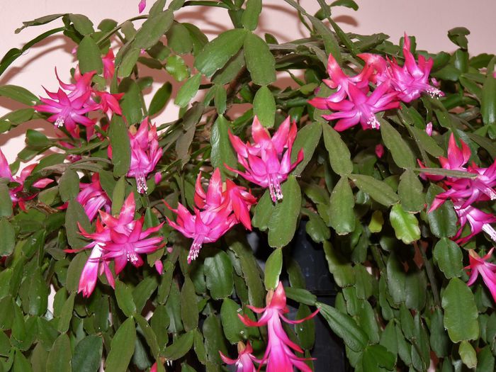  - Craciunel - Schlumbergera