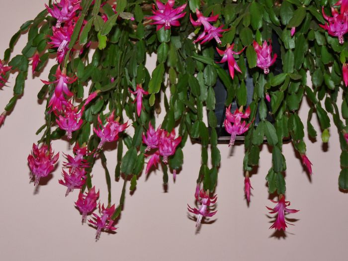  - Craciunel - Schlumbergera