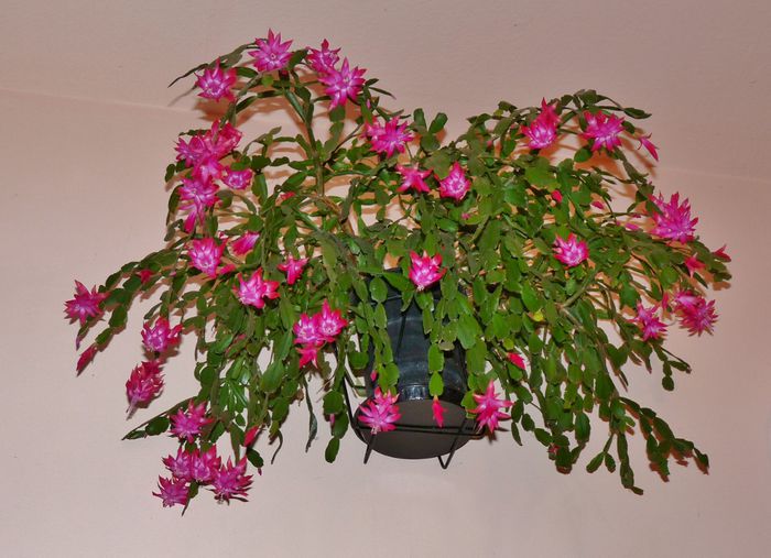 diametrul coroanei 90 cm - Craciunel - Schlumbergera