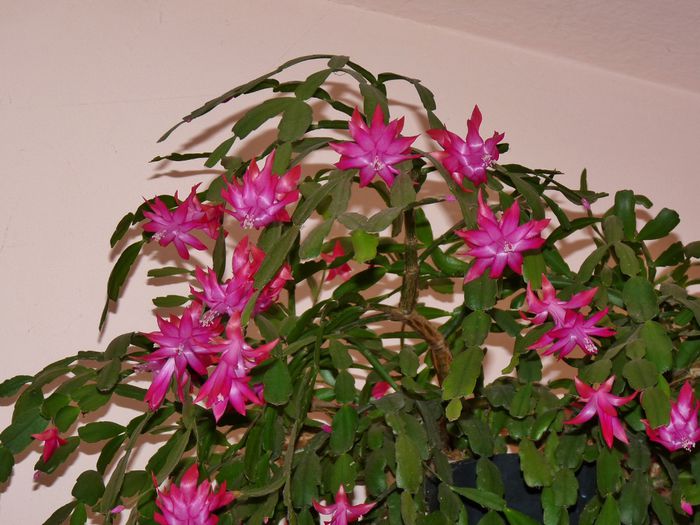  - Craciunel - Schlumbergera