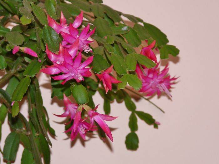  - Craciunel - Schlumbergera