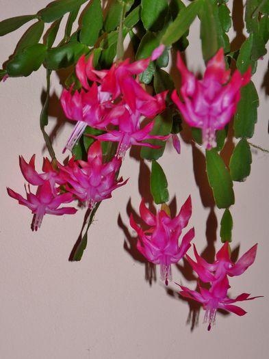  - Craciunel - Schlumbergera