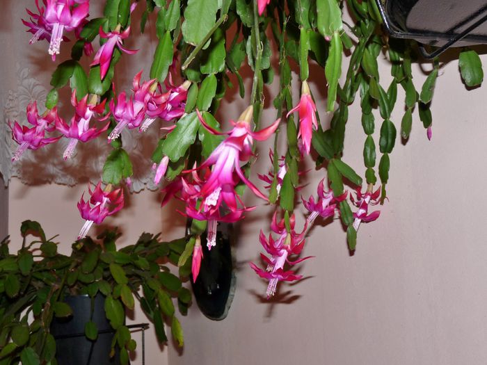  - Craciunel - Schlumbergera