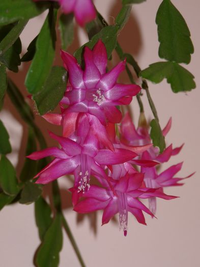 ; P1540938 (960x1280)
