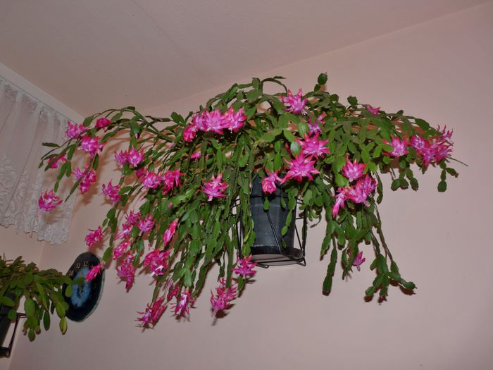  - Craciunel - Schlumbergera