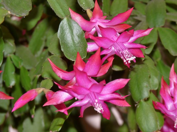  - Craciunel - Schlumbergera