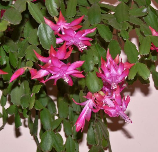 ; P1540943 (1280x1232)
