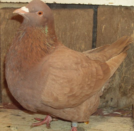 0-1 - 00 aminitiri _ TEXANI _ amintiri