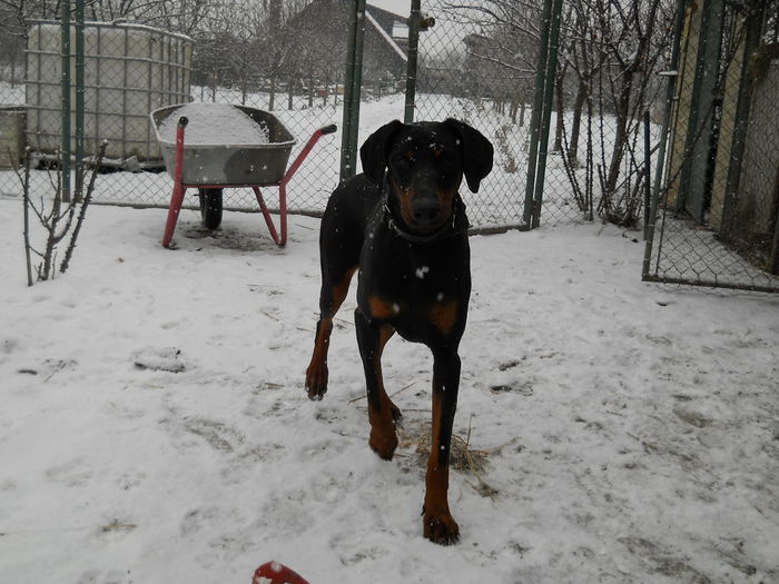 curiozitatea la prima zapada pentru ea