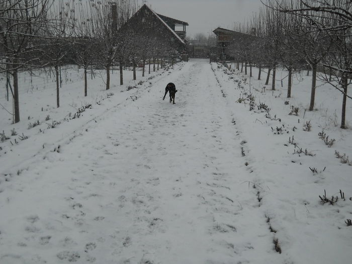 ne facem plimbarea de diminiata