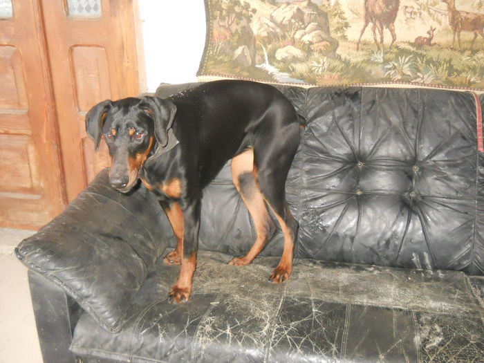 canapeaua ei de asta vara