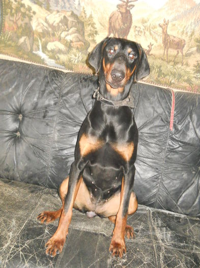 asa arata un stapan la 9 luni