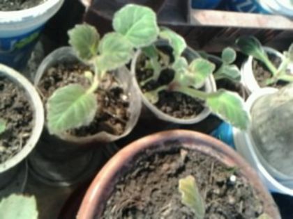 gloxinii