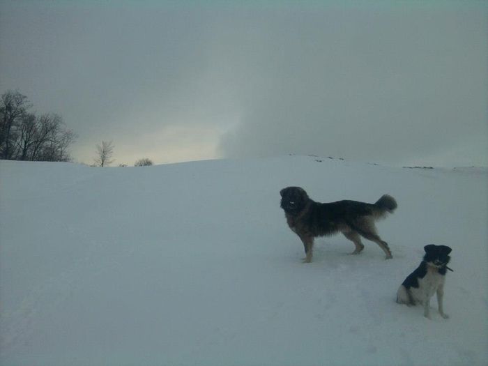 athos 7