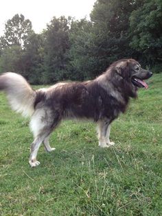athos3