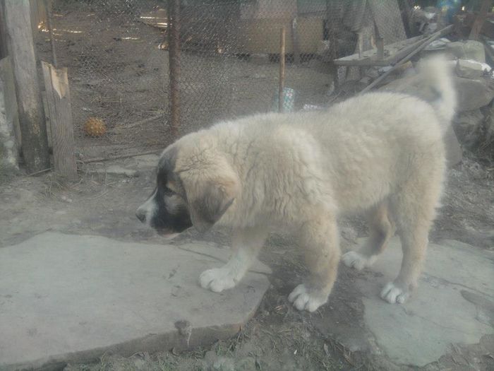 athos5