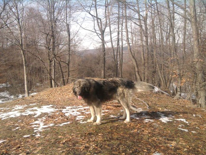 athos8