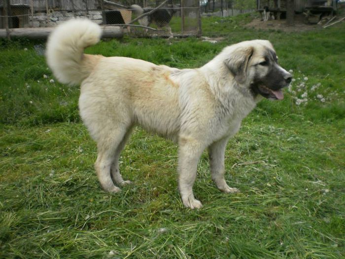athos 2