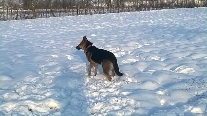 1965464_796788560382146_1332775892744090447_o